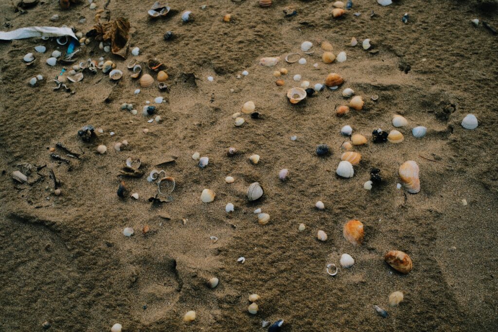 Sea shells on beach at Swansea city